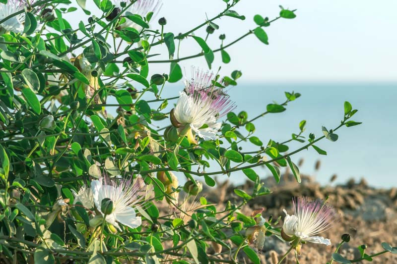 Capparis spinosa, Caper, Capers, Caper Berry, Caper Berries, Capers food